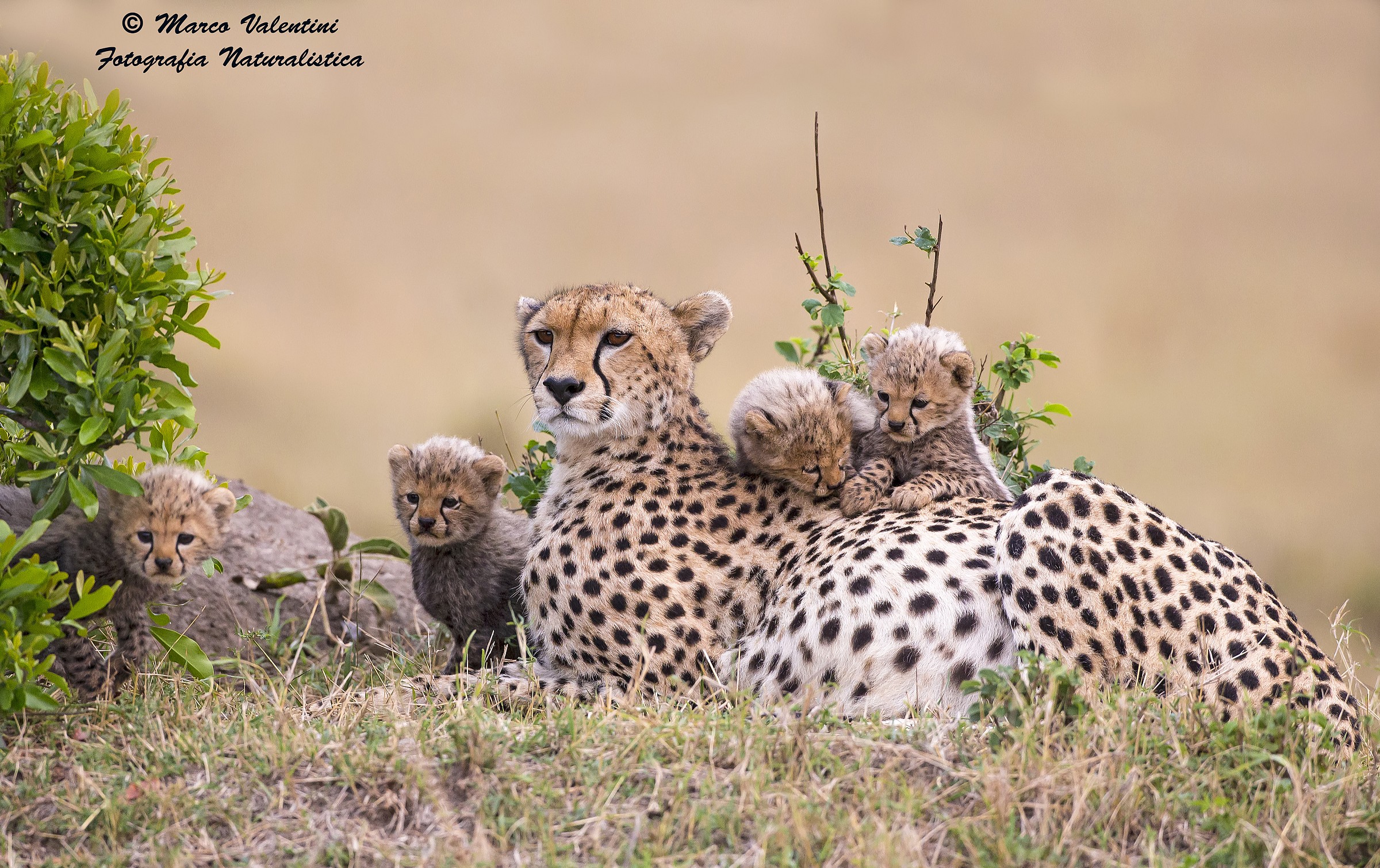 Nuova luce, nuova vita