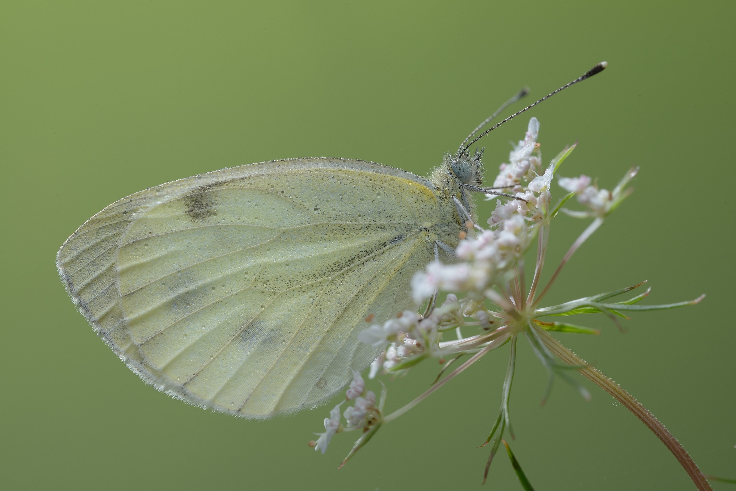 pieris brassicae