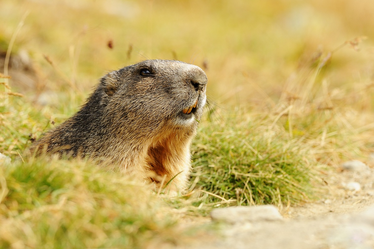 Marmotta