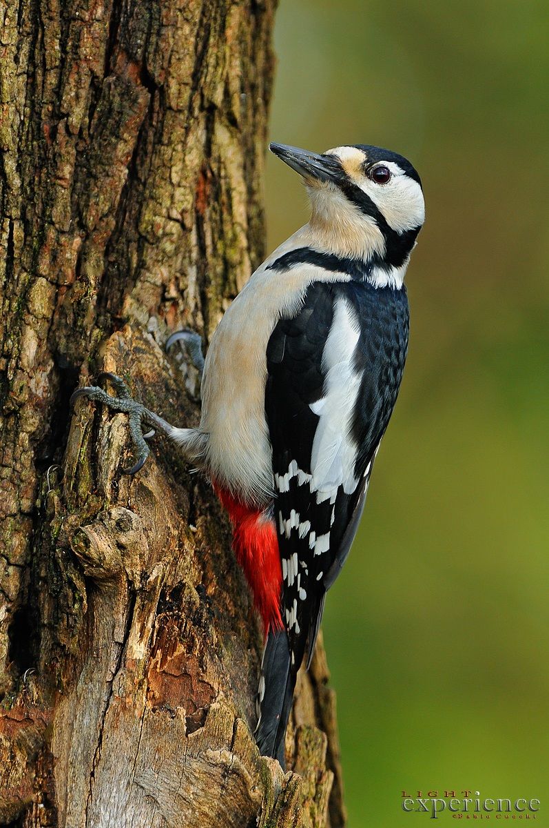 always makes her figure