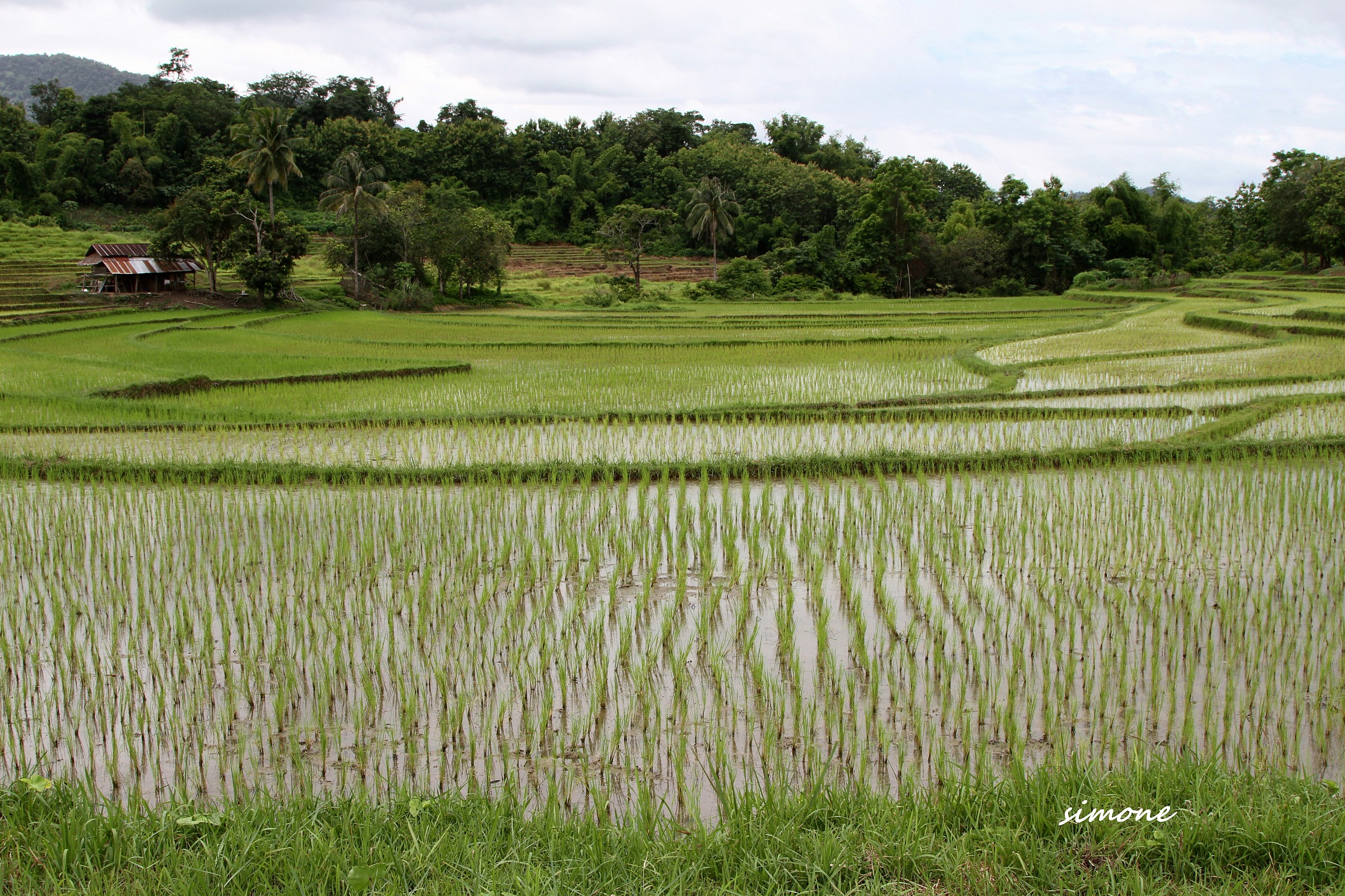 Rice fields