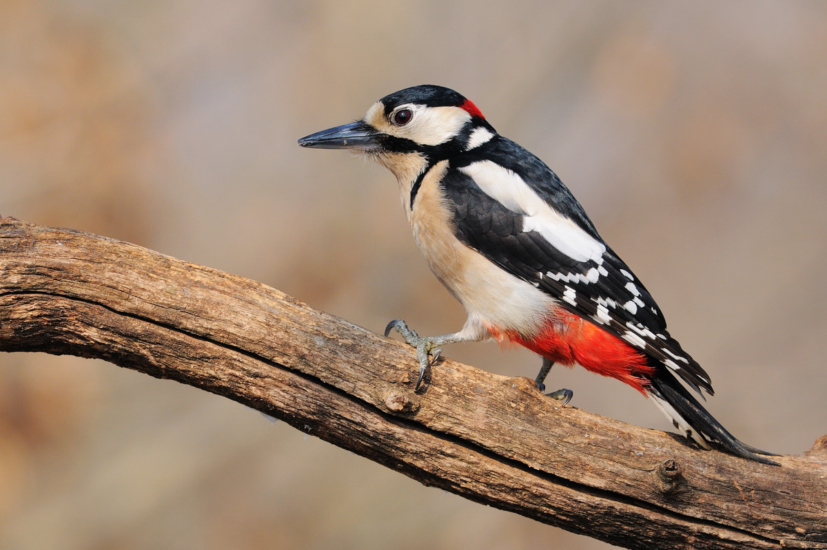 Woodpecker m.