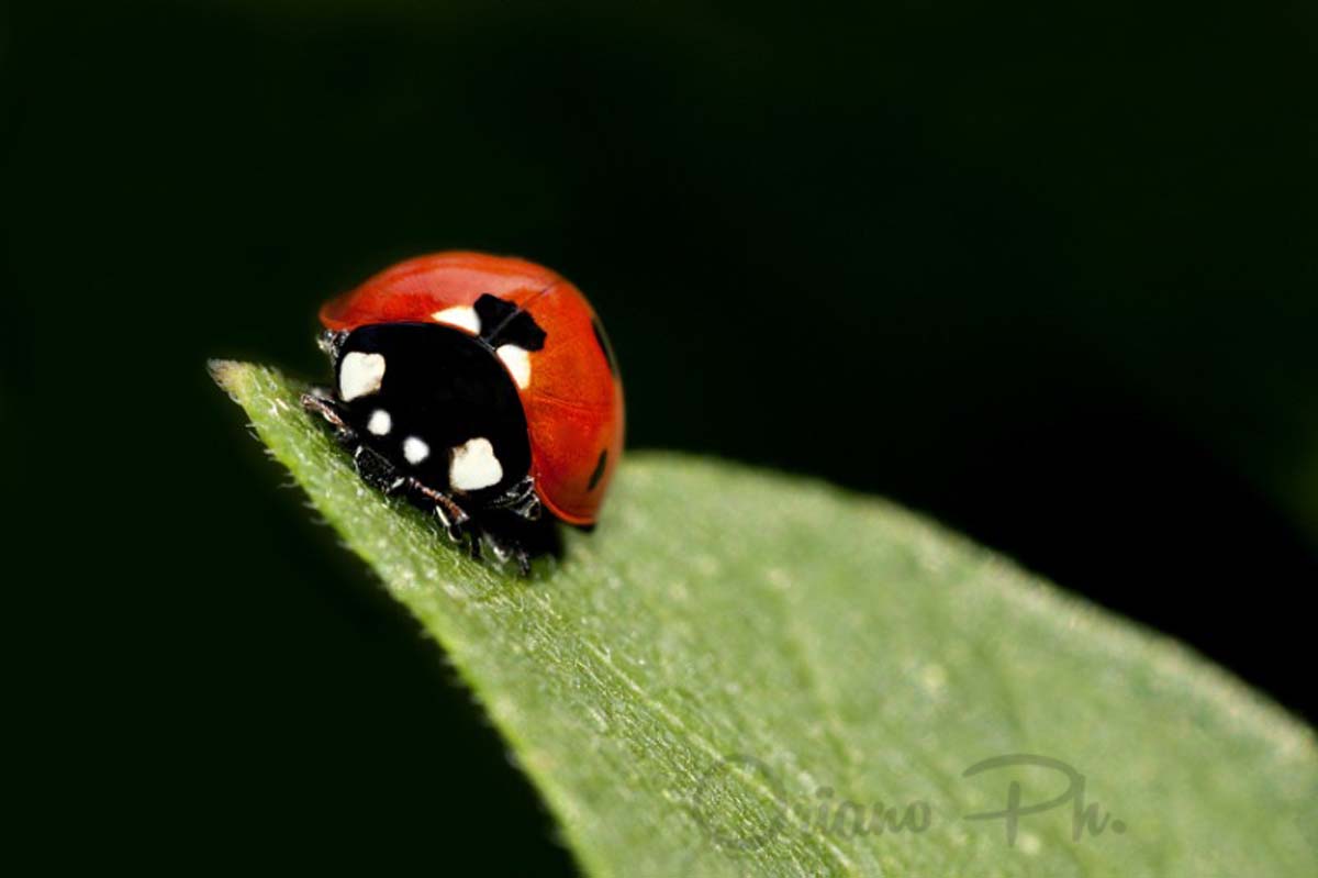 Ladybug