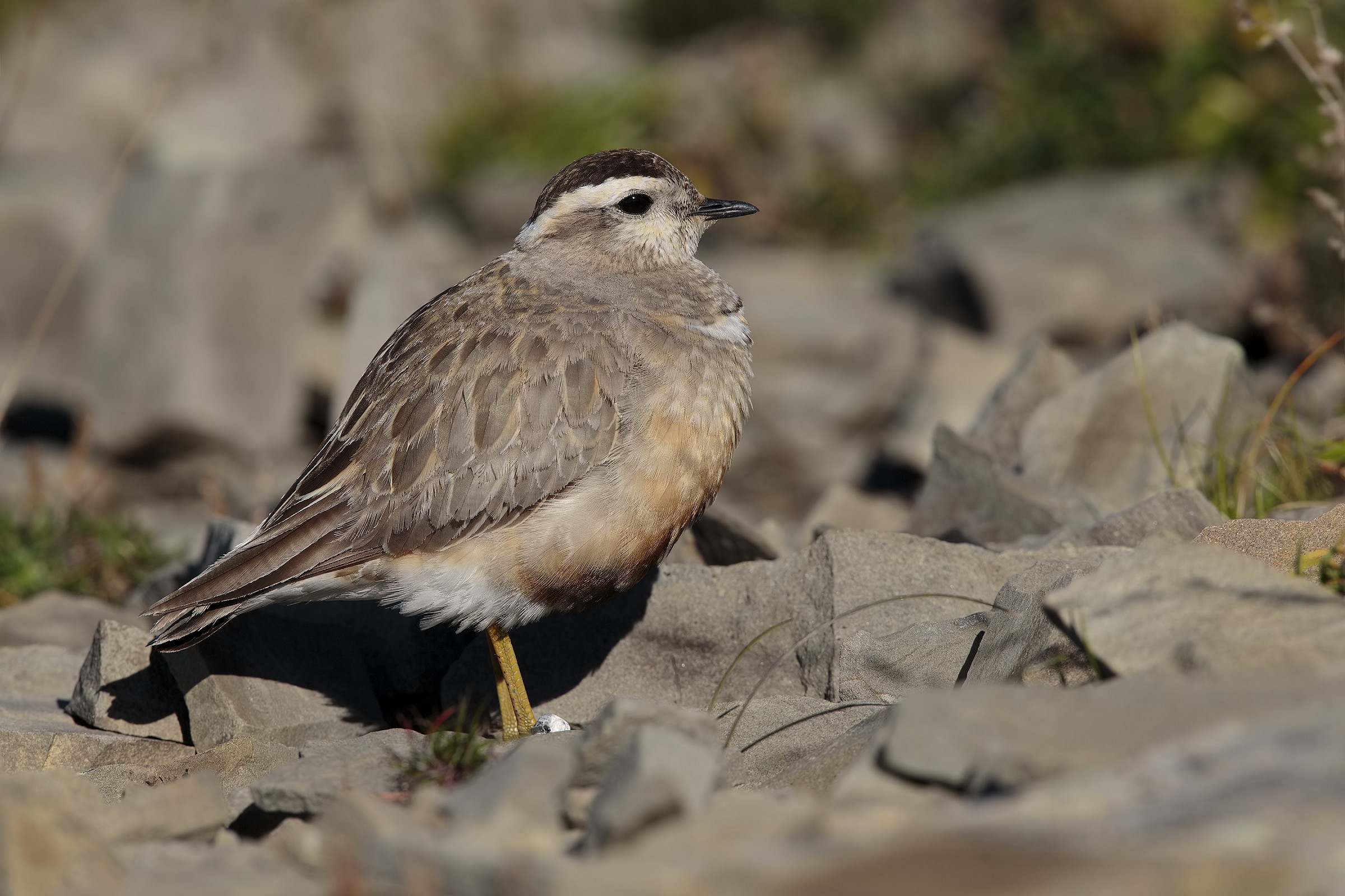 plovers totolini
