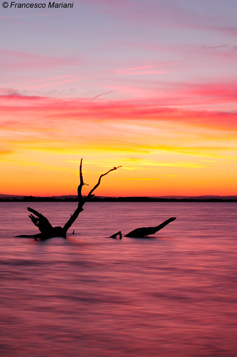 Marshes of the Camargue dawn