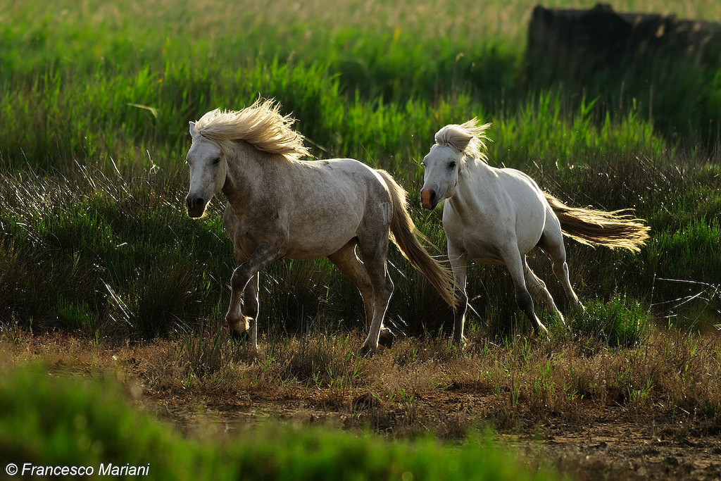Camargue horses