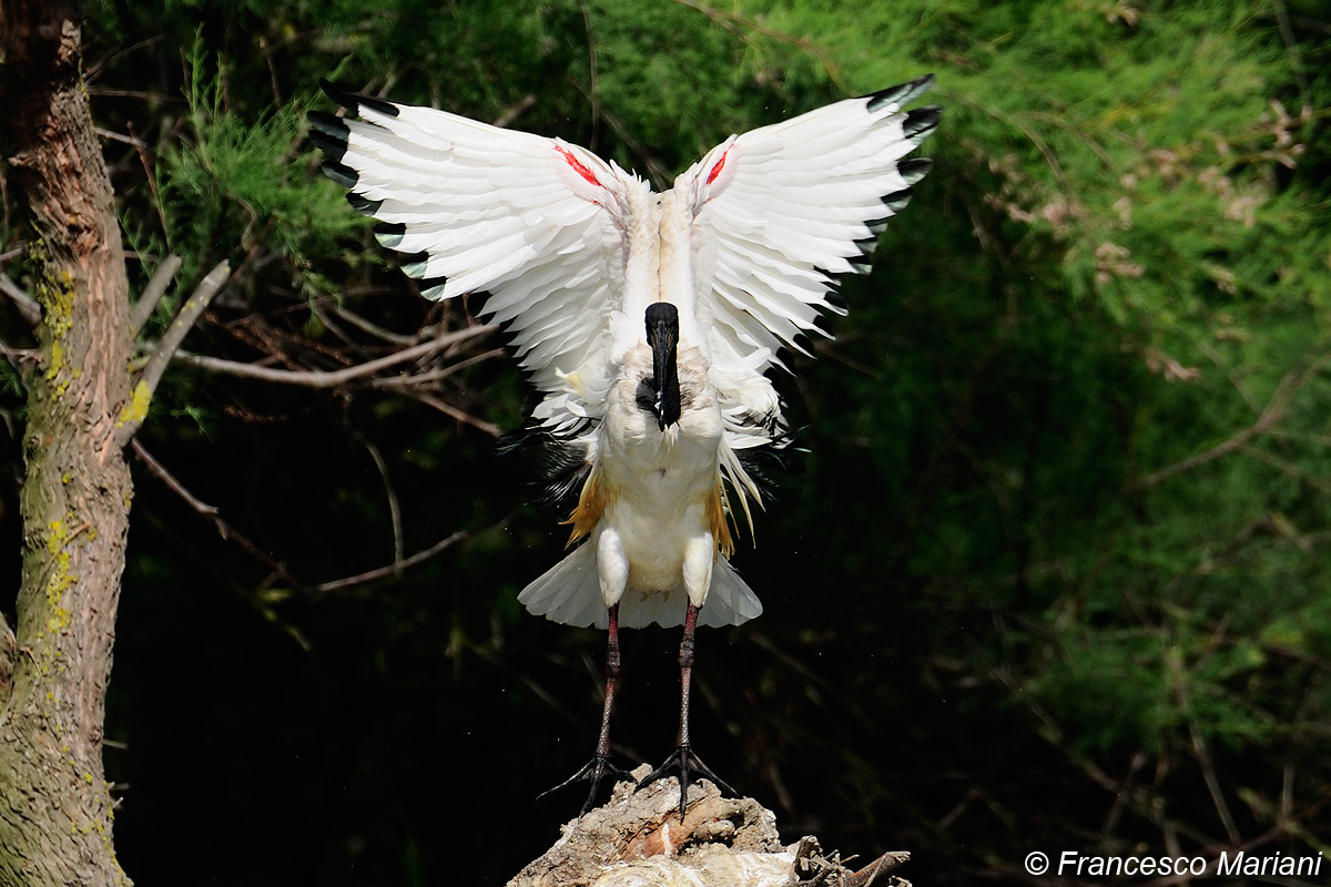 Sacred Ibis