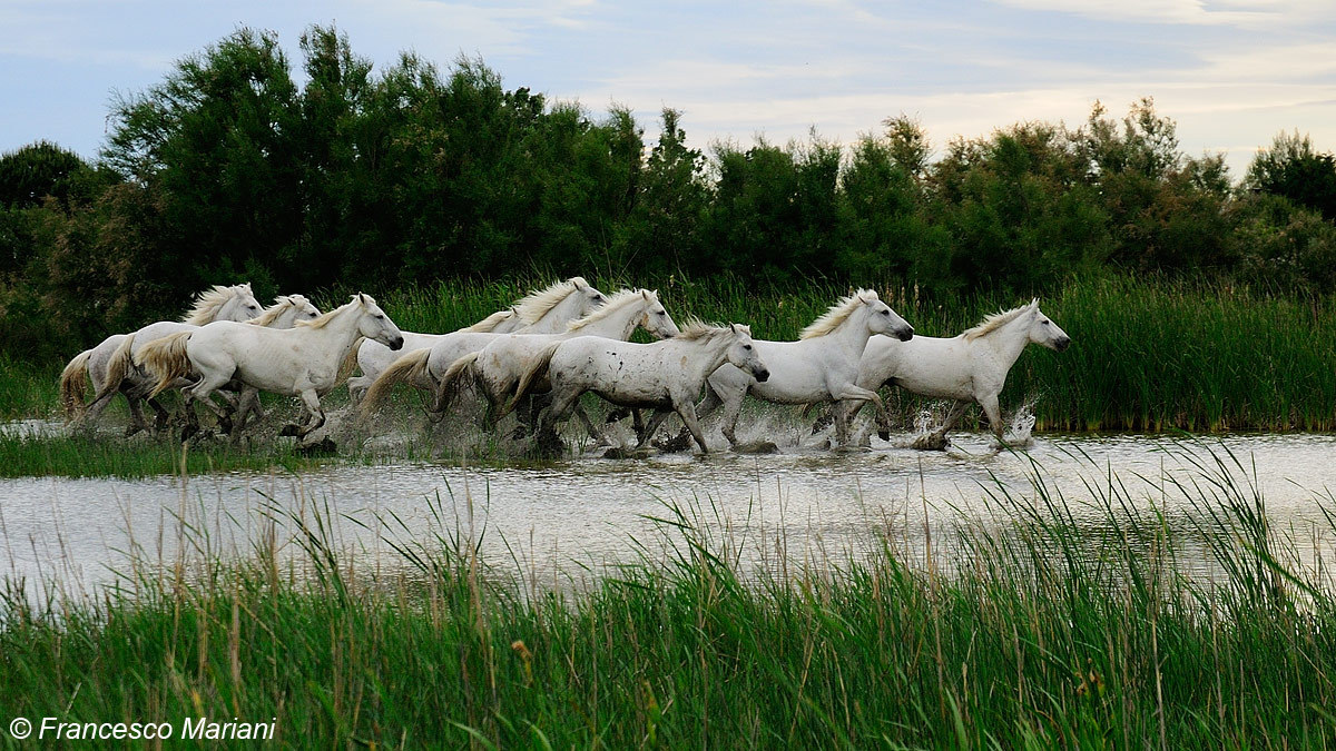 Horses Camargue 02