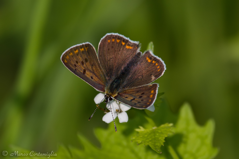 Lycaena tityrus