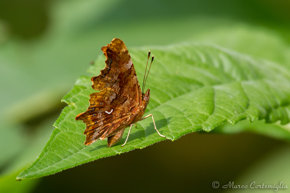 Polygonia c-album