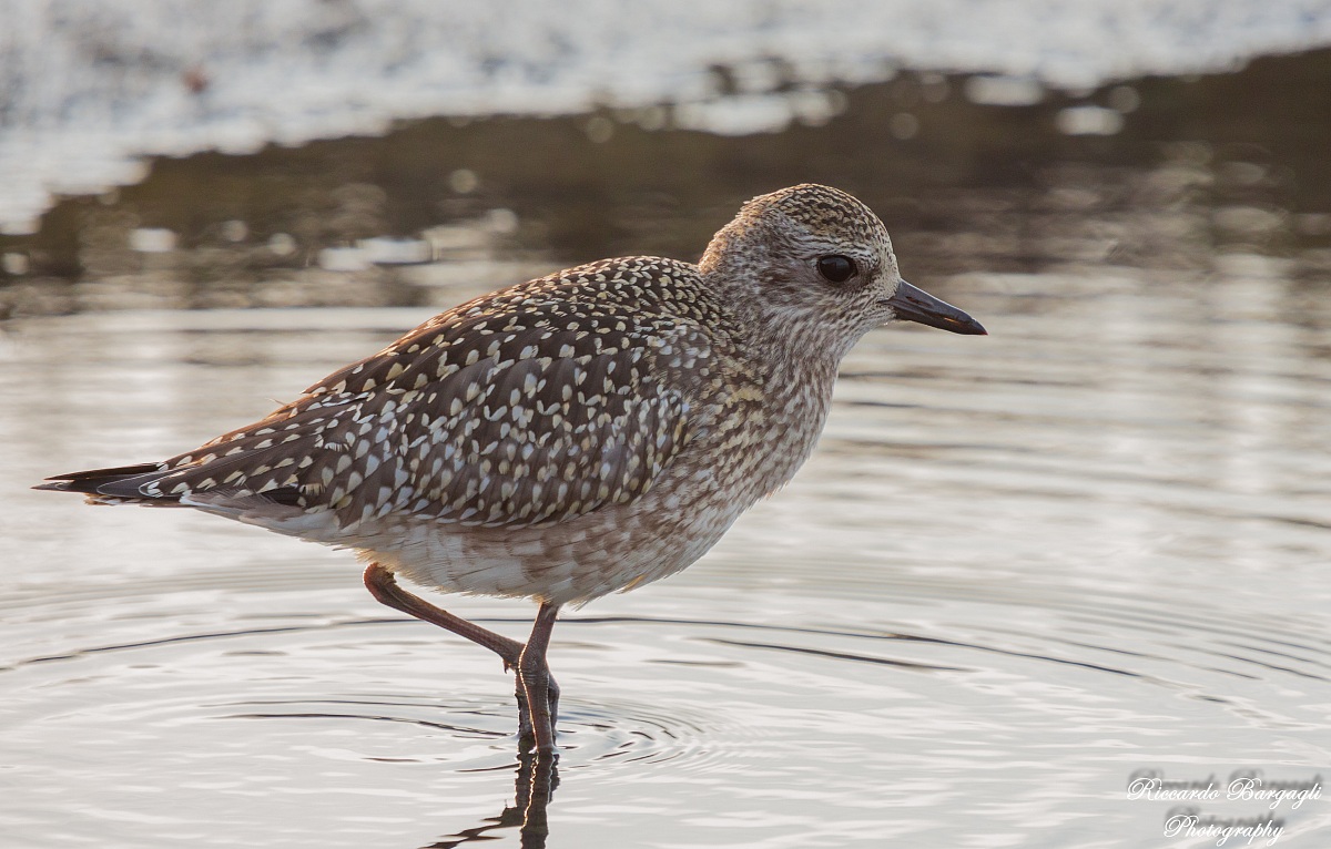 Golden Plover