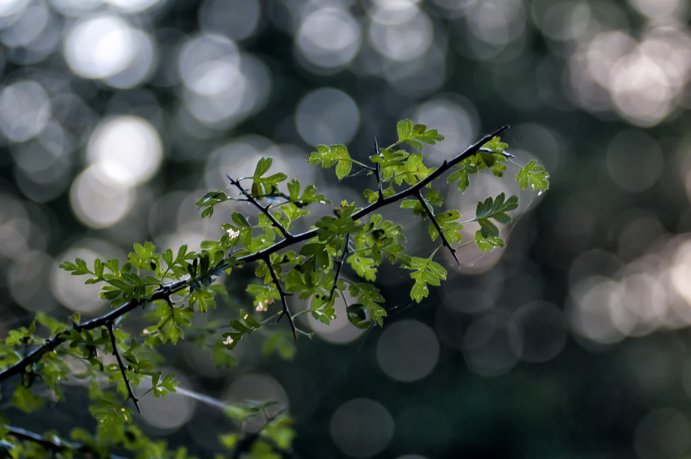 Bokeh Tree