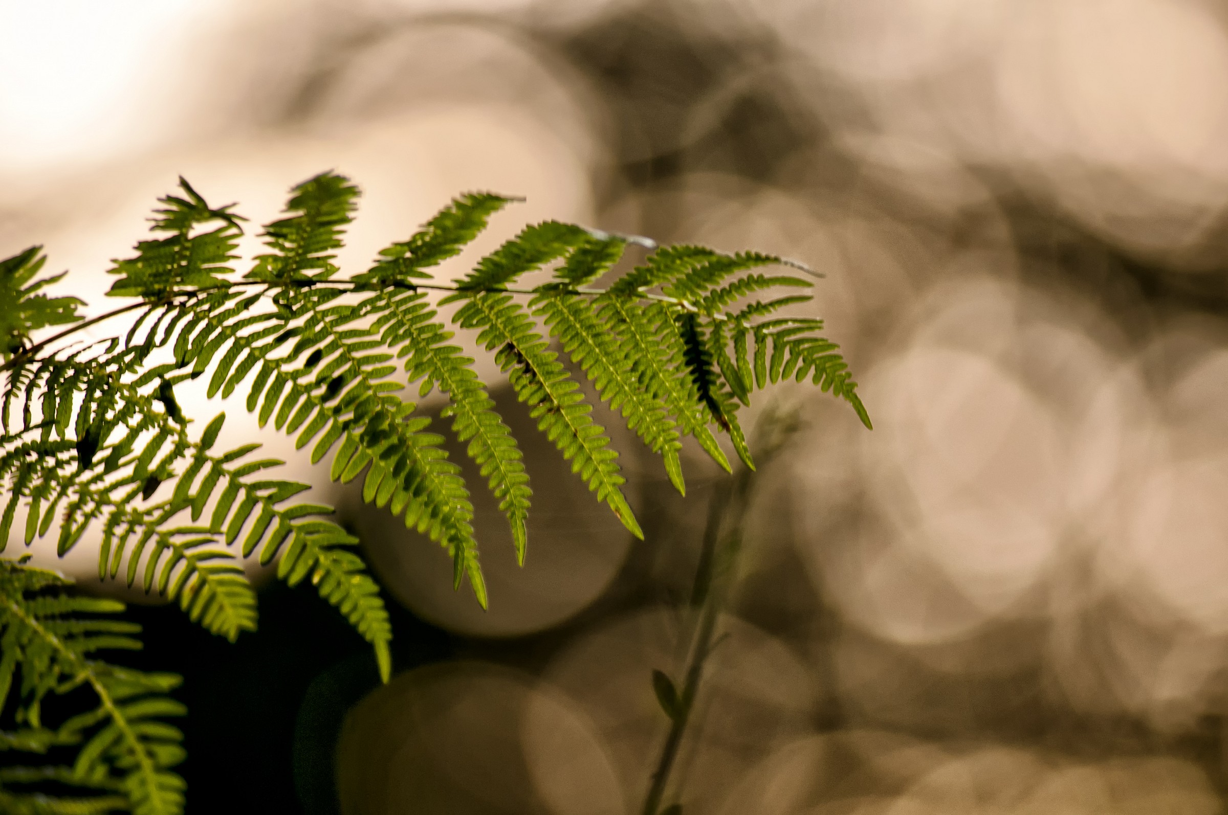 Bokeh Fern