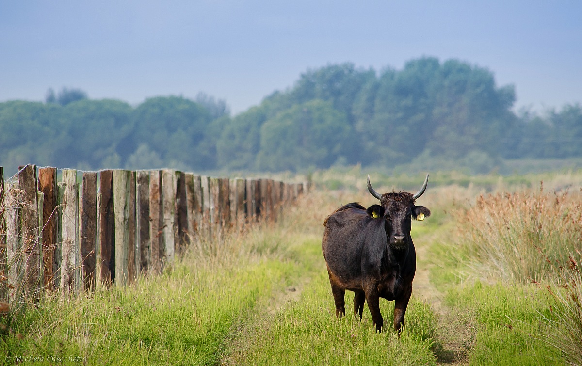 Camargue bull