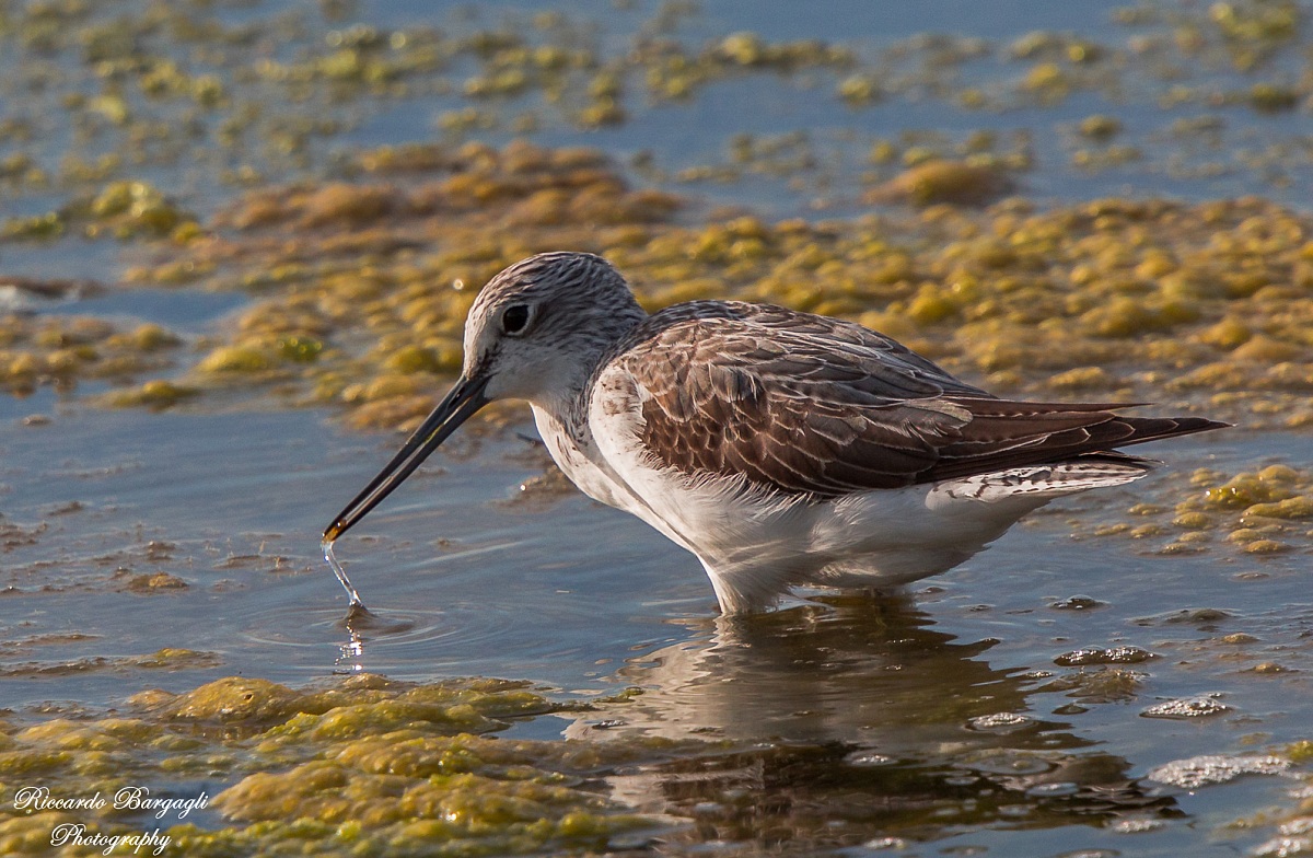 Greenshank