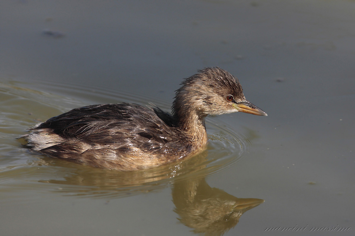 Tuffetto(Tachybaptus ruficollis)