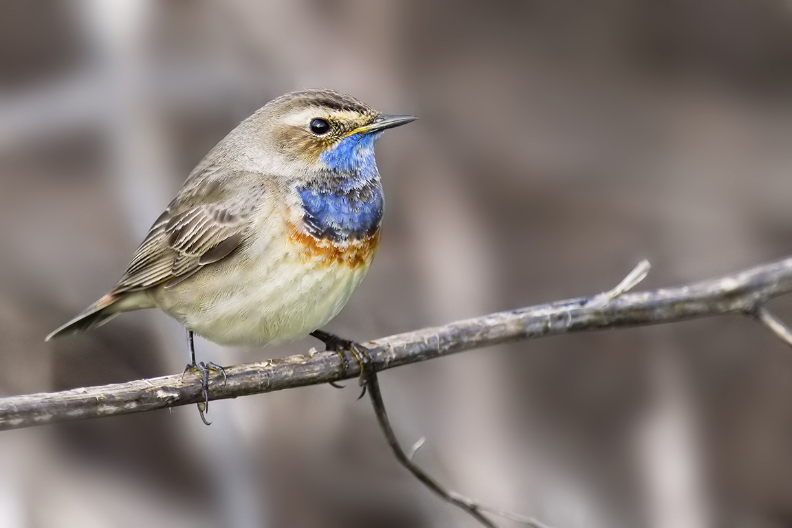 prova ricampionamento e sharpening codazzurro
