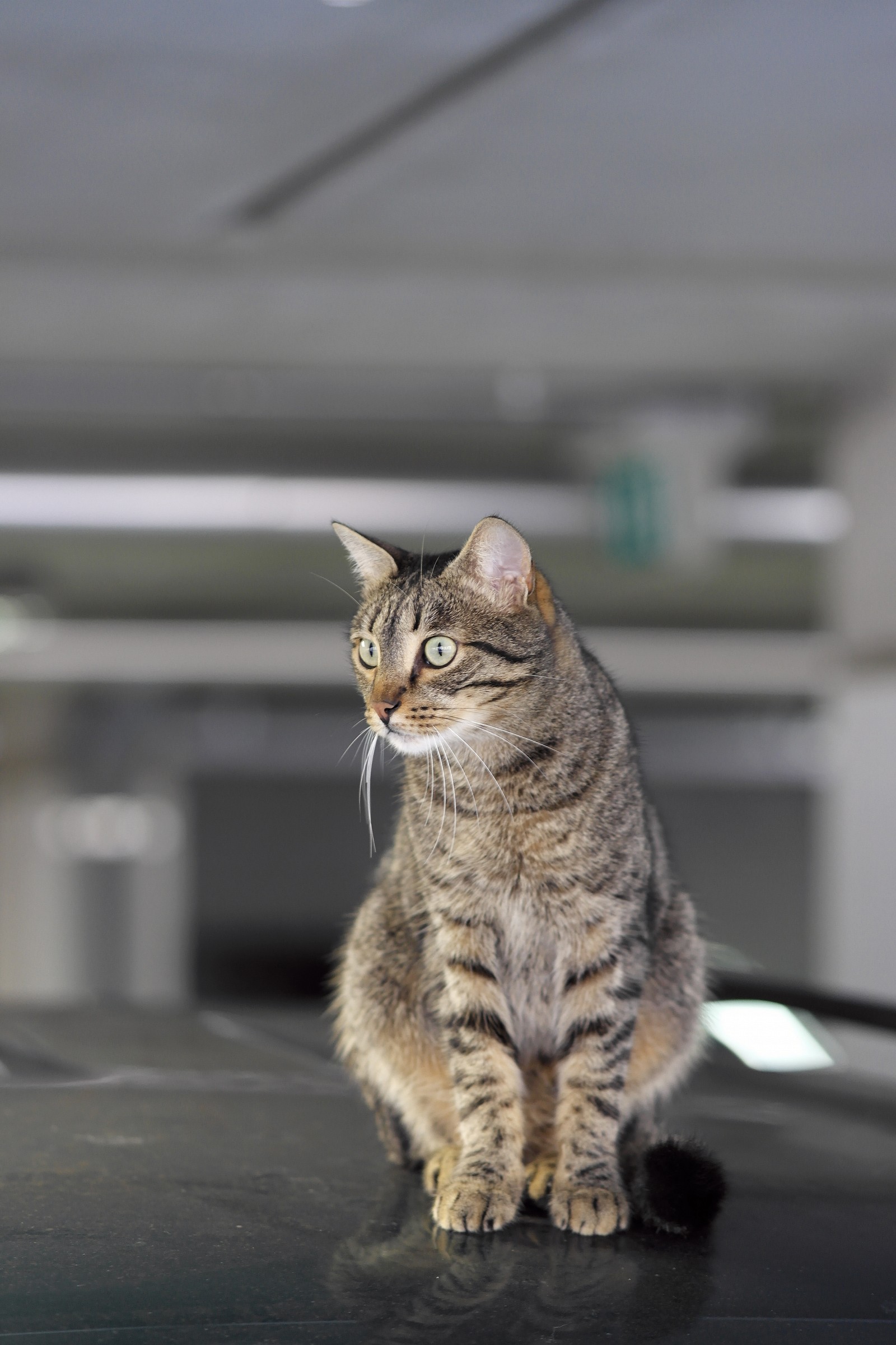 postazione di caccia sopraelevata