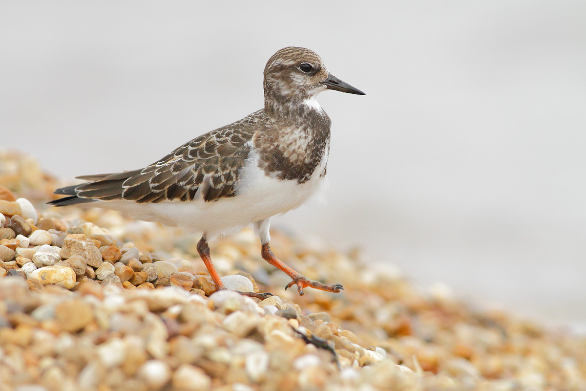 Turnstone