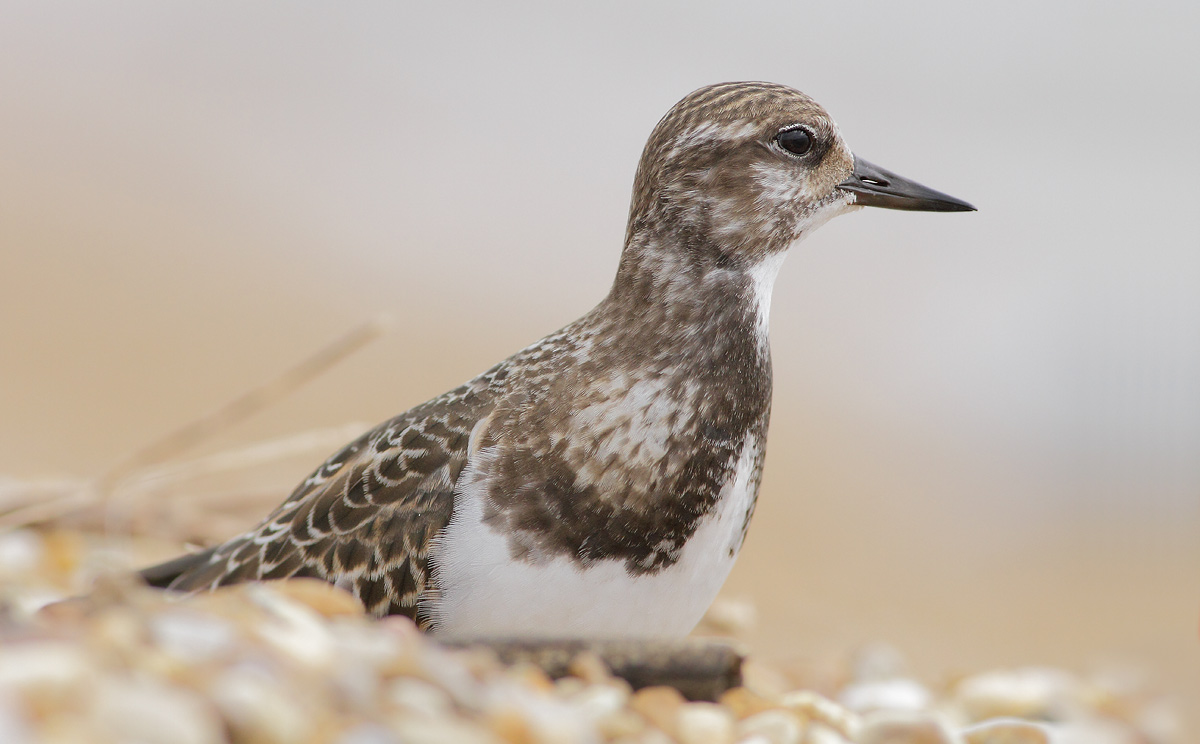 Turnstone