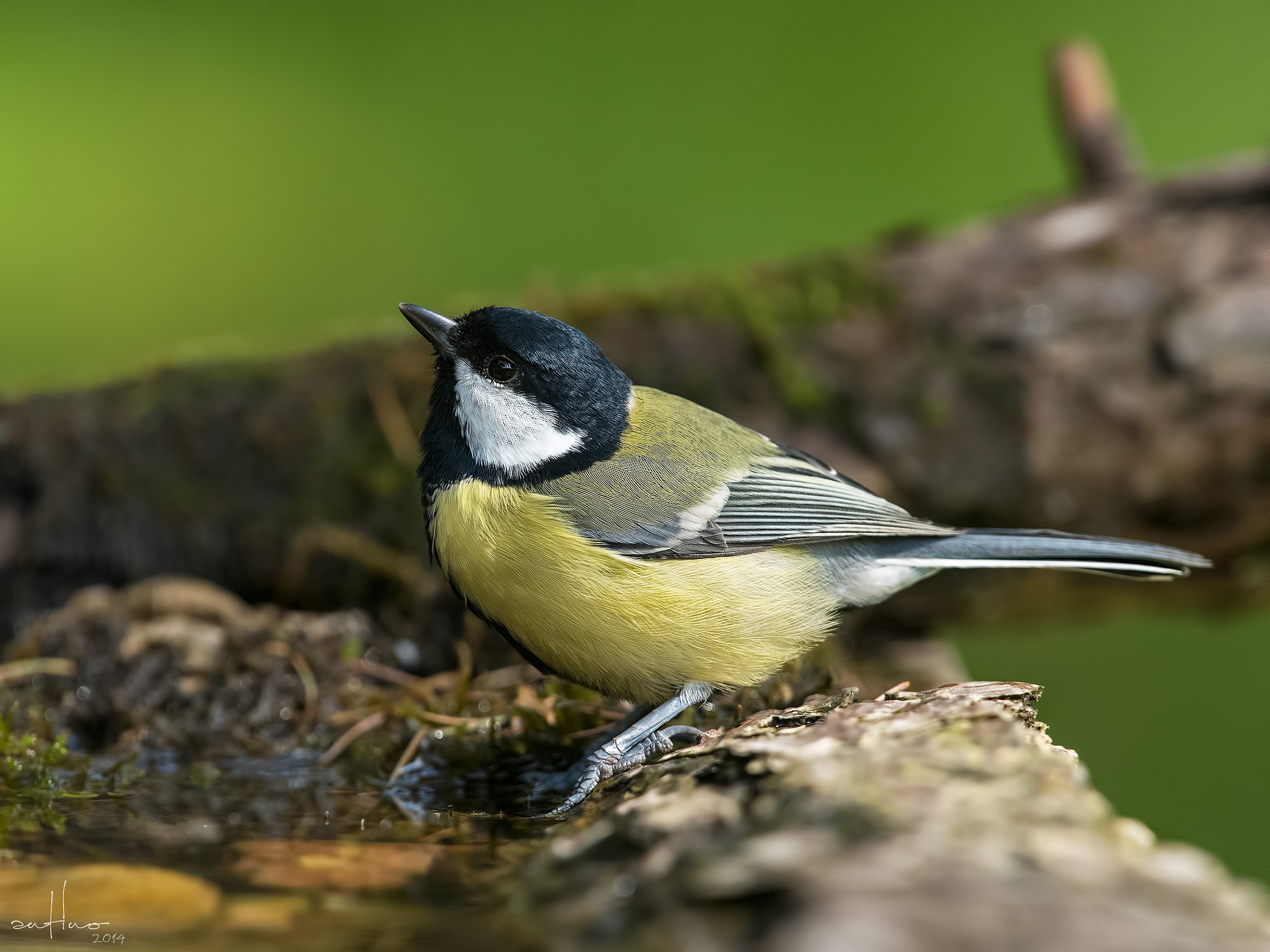 Great Tit