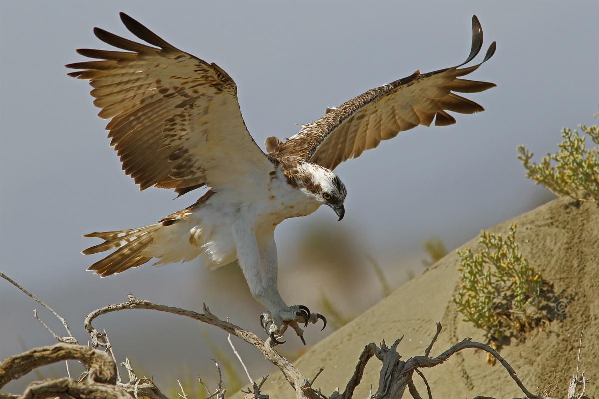 where the hawks po..sano