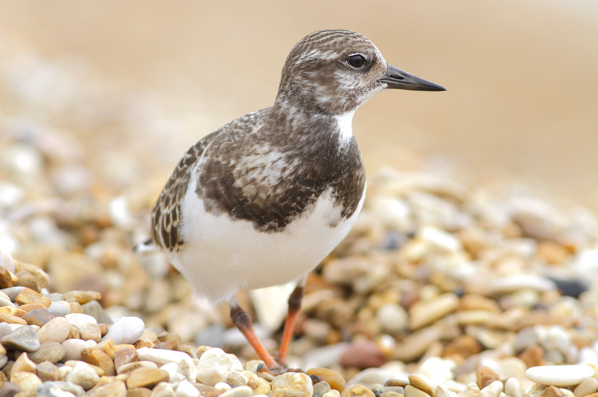 Turnstone
