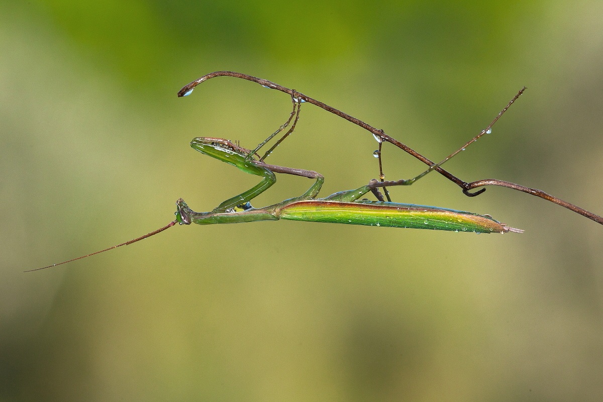 Praying Mantis in the rain