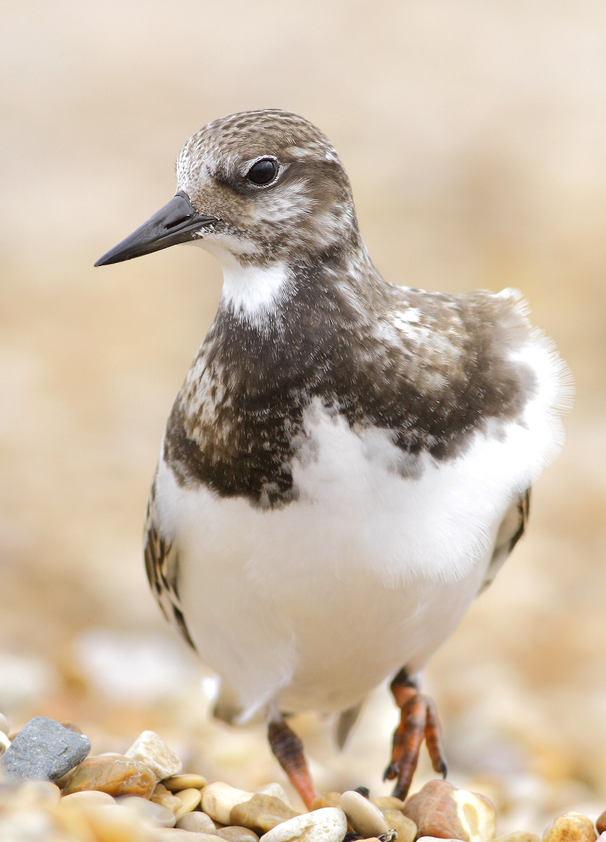 Turnstone