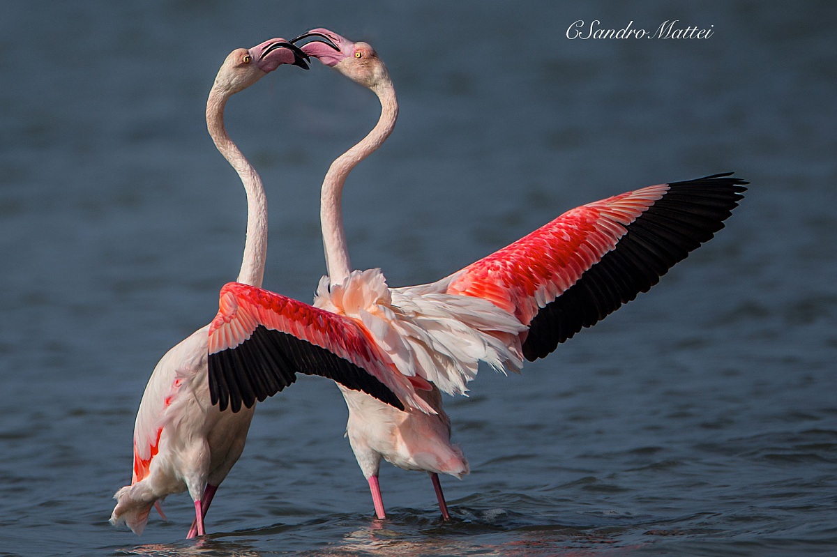 Games including flamingos .... ....