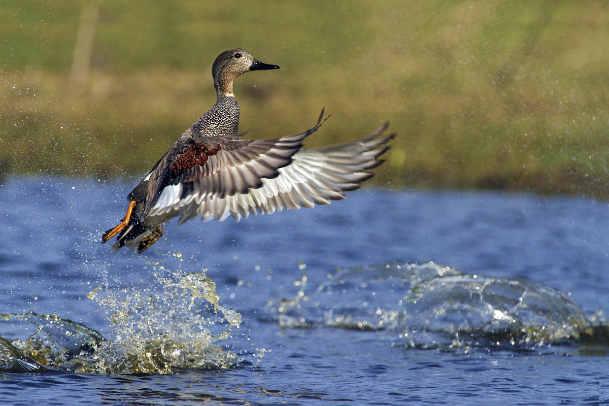 Gadwall - fledging