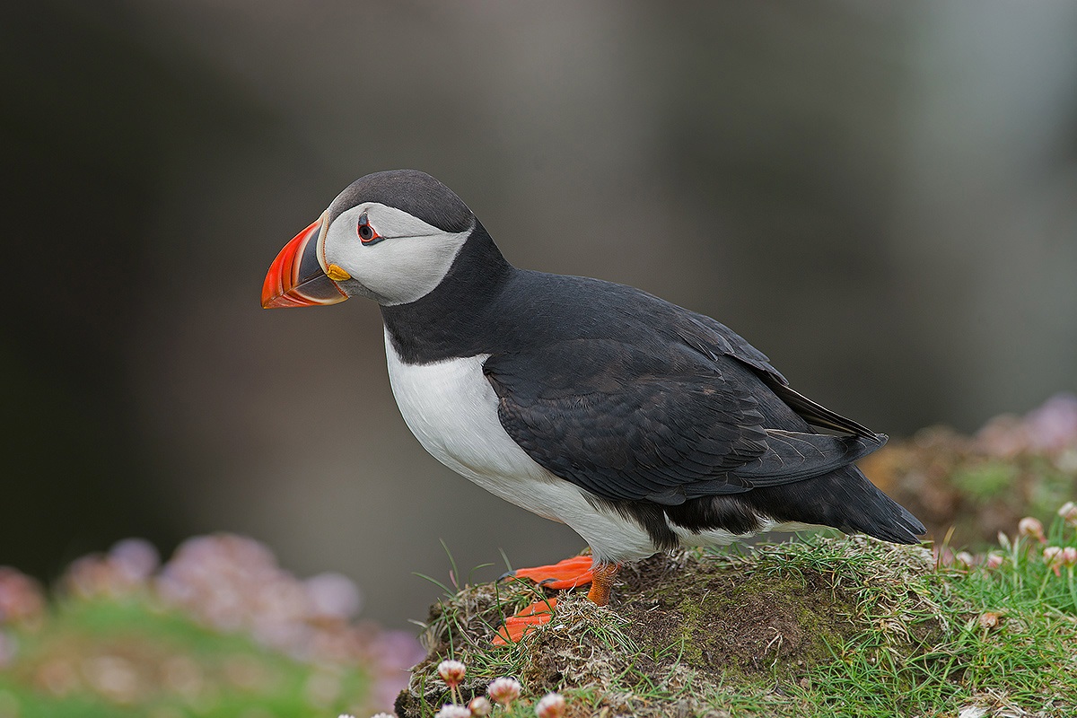 puffin