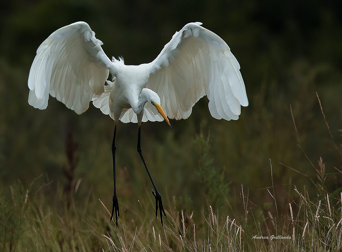 Soft landing ... White heron