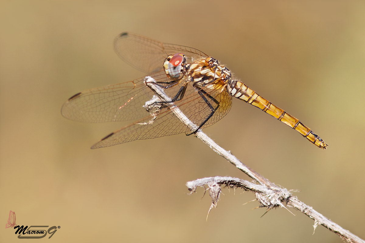 Sympetrum Fonscolombei at rest ...