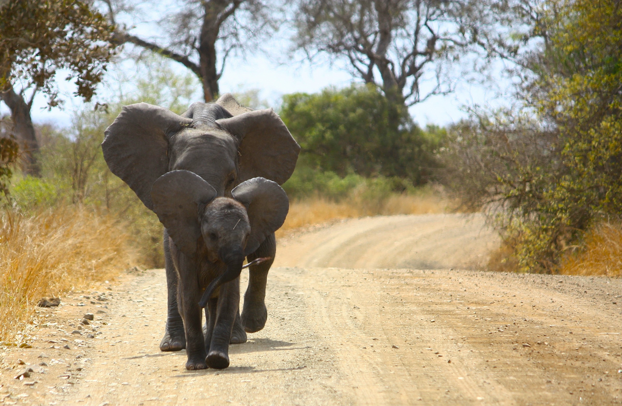 Loxodonta africana (African elephant)
