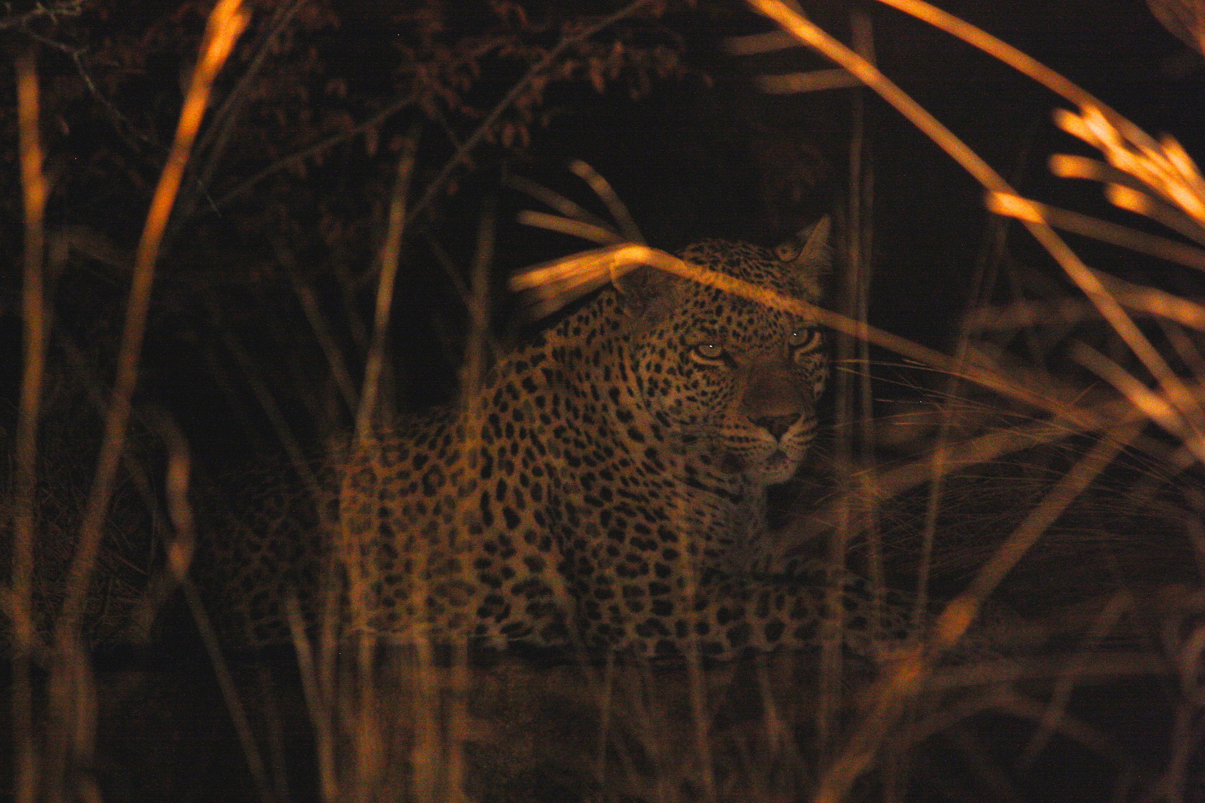 Panthera pardus (leopard)