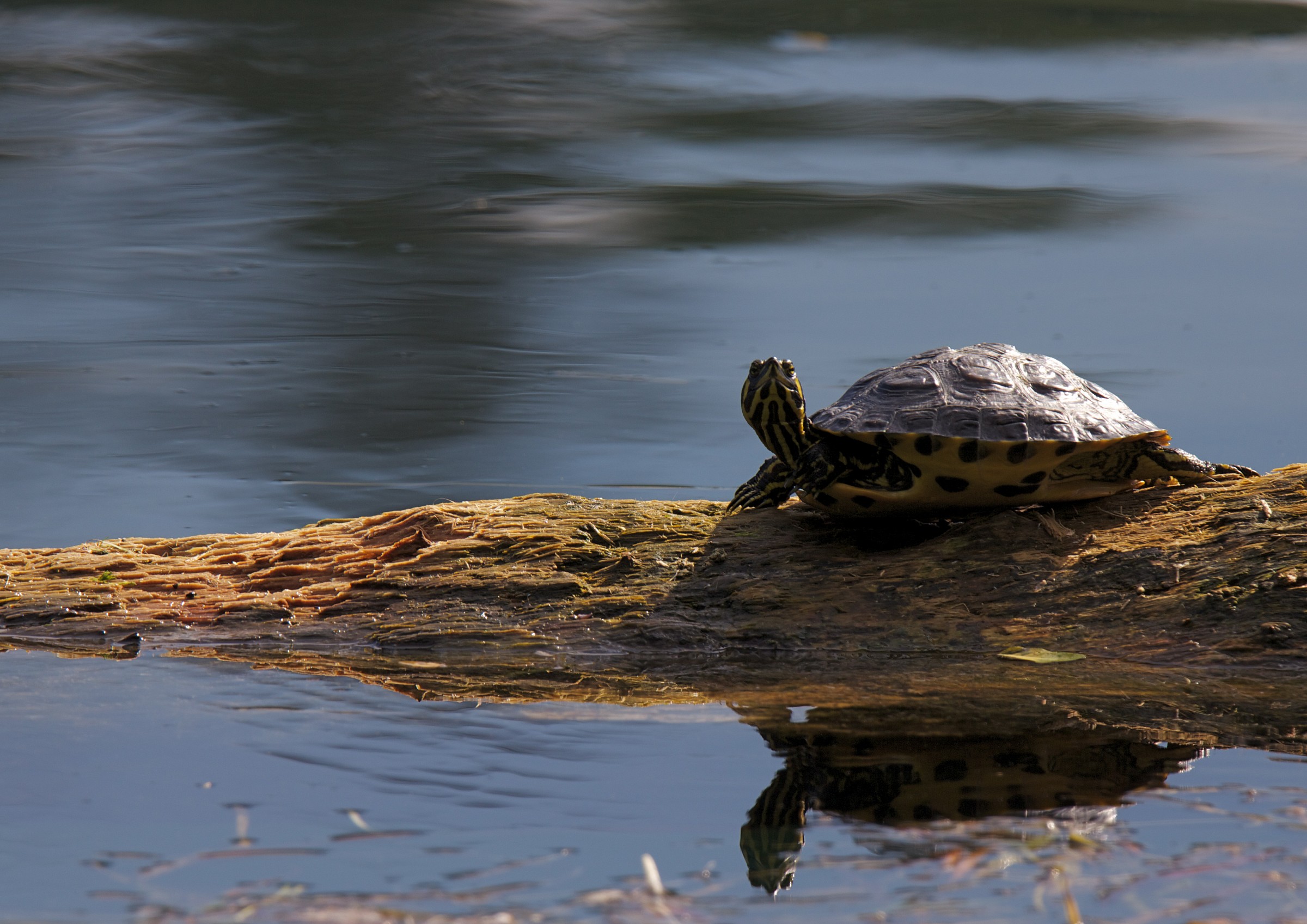 Testuggine acquatica