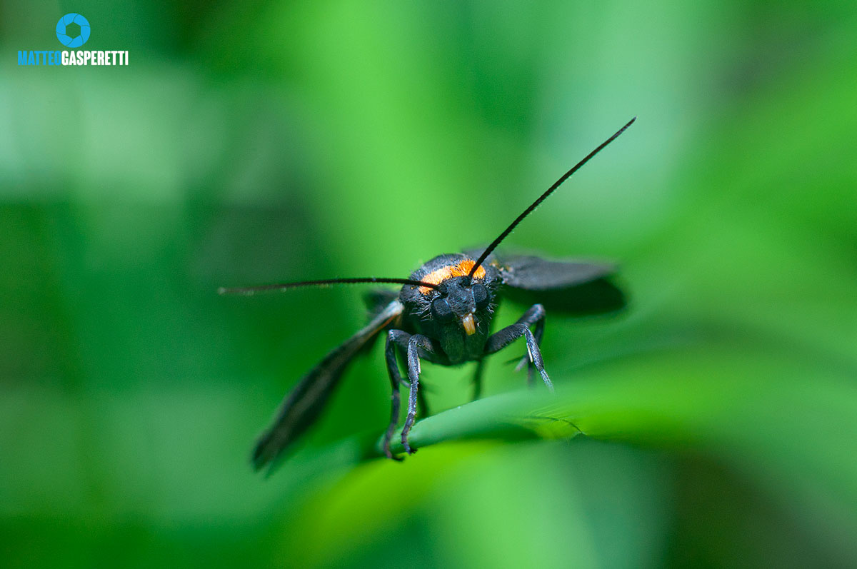 I keep my narrow leaf