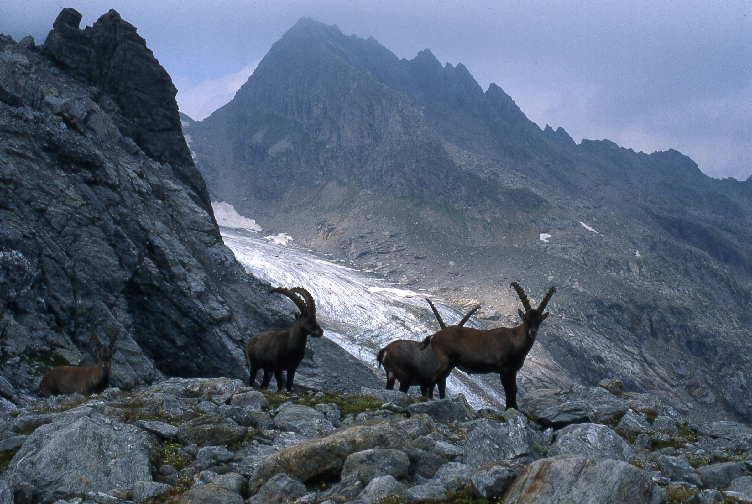 Stambecchi al Basodino