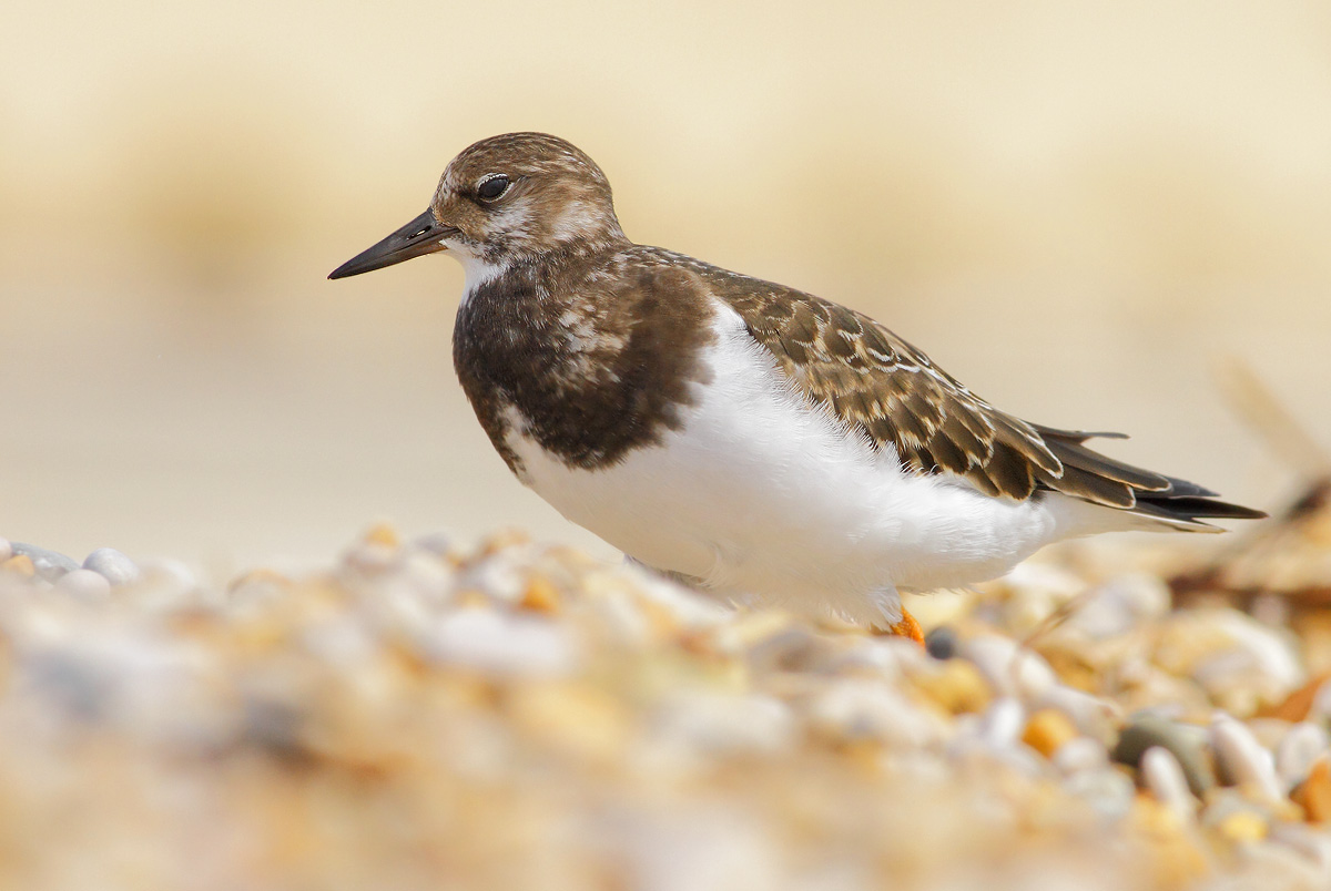Turnstone