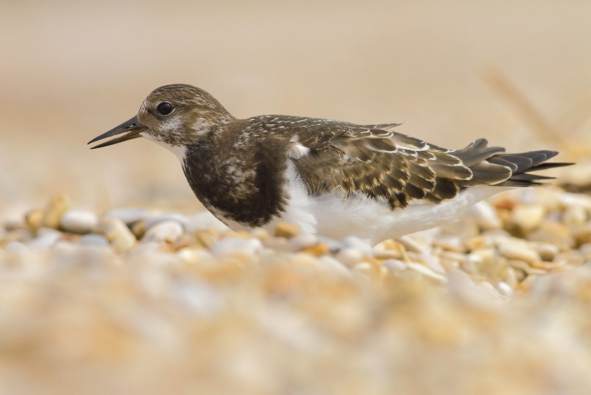 Turnstone