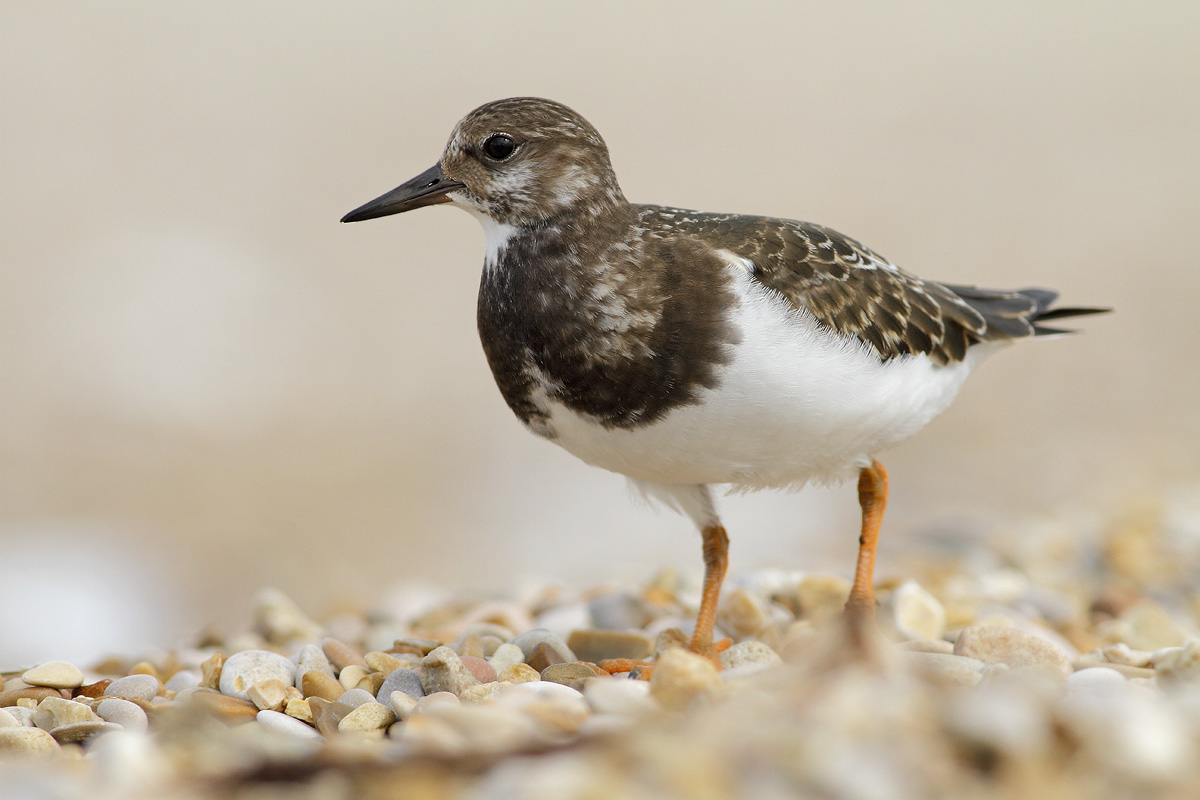 Turnstone