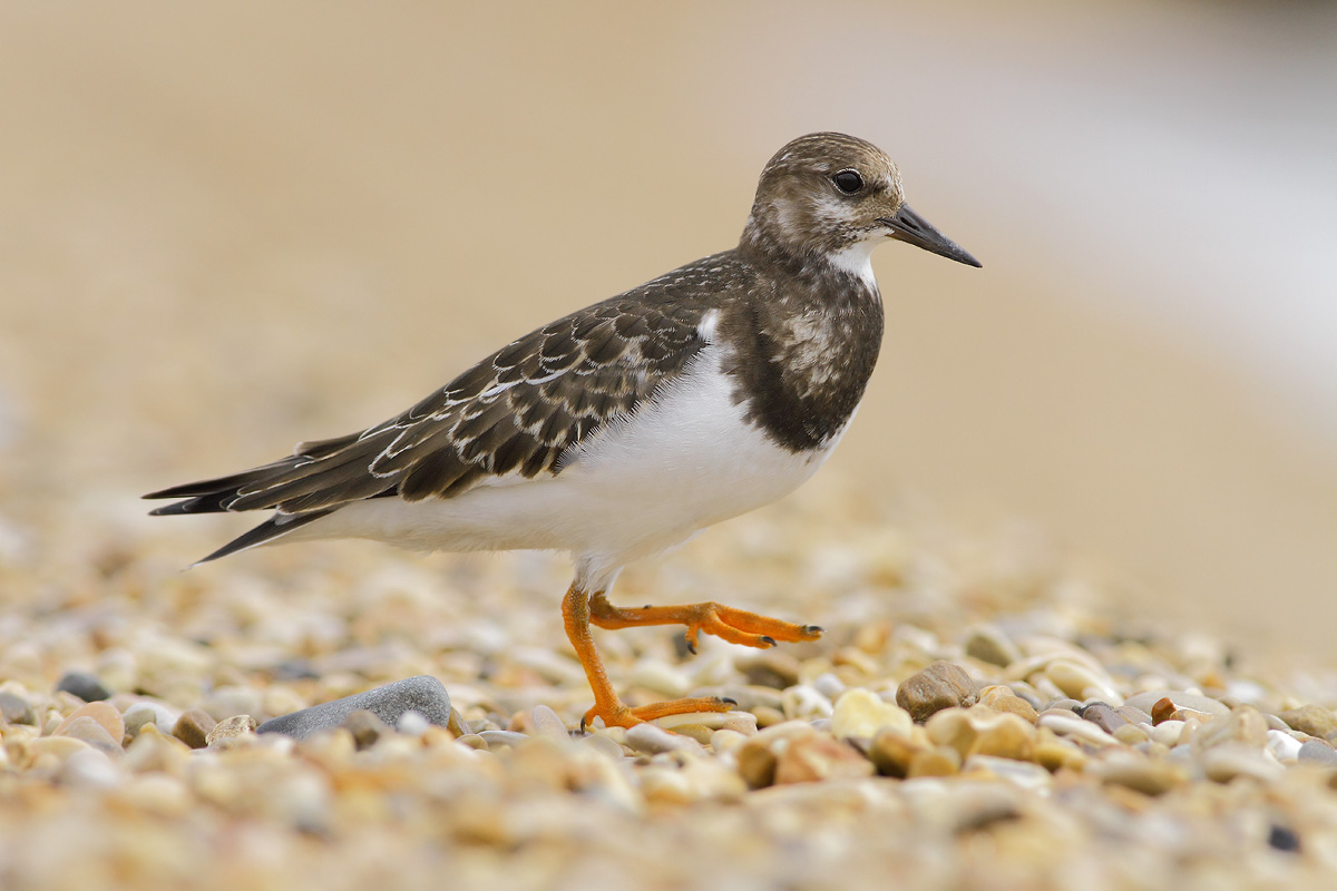 Turnstone