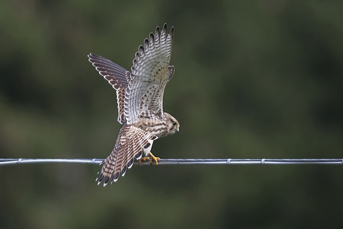 Gheppio in cerca di equilibrio