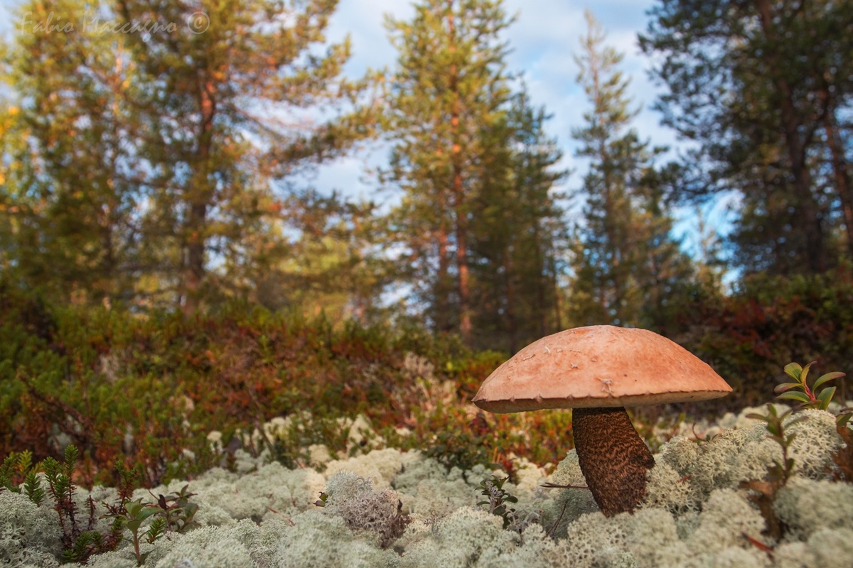 Sottobosco finlandese