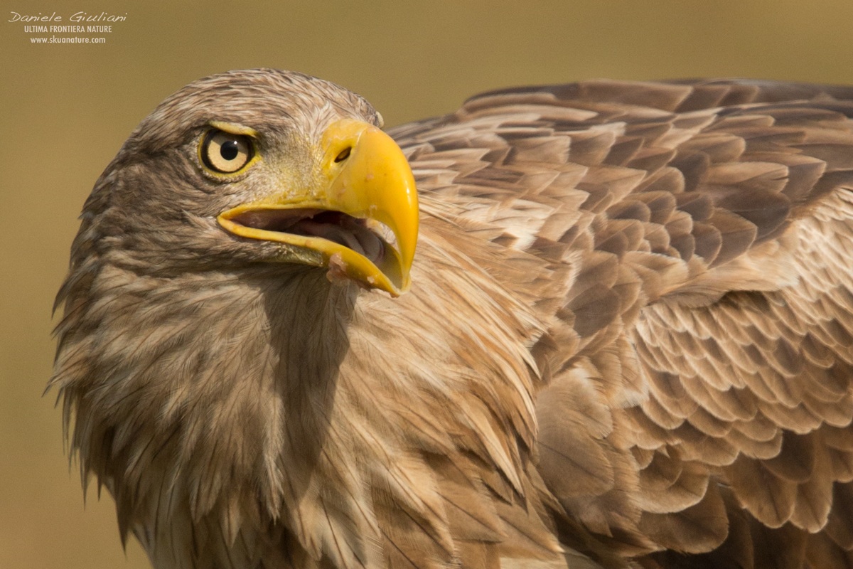 Aquila di mare...ritratto
