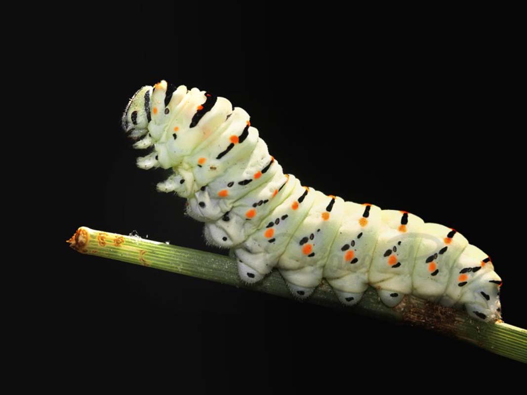 Caterpillar