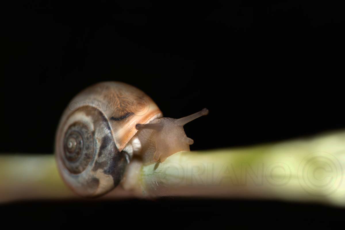 Snail