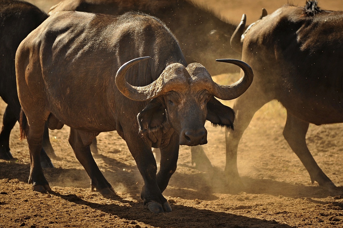 Beware of the buffalo