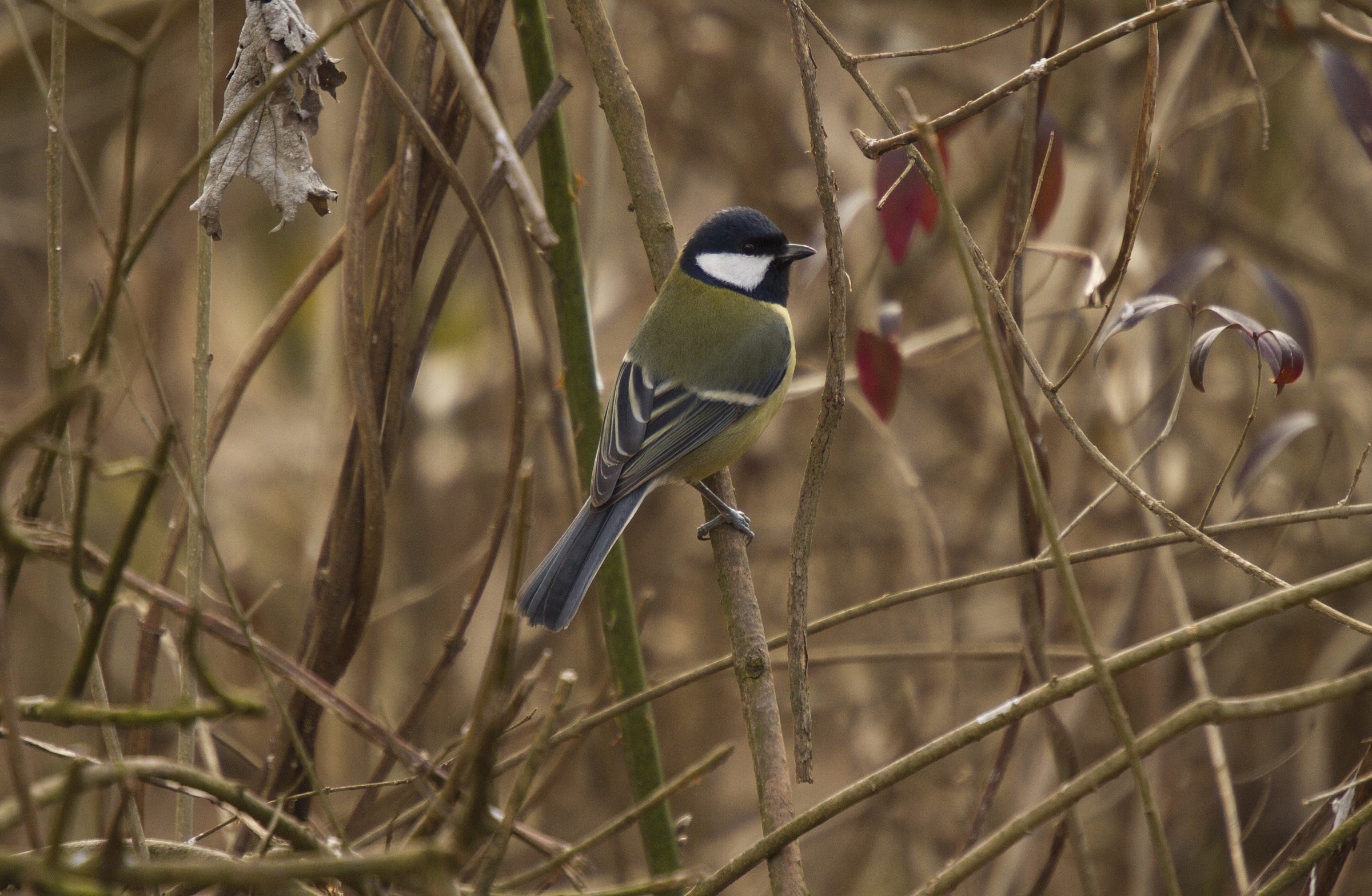 Great Tit, Langa, ITA